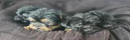 Yorkshire Terrier dogs for sale: Yorkshire terrier x cairn terrier yorkie  in Wickford - Advert 5