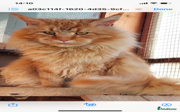 Maine Coon cats for sale: GCCF Registered female Maine Coon kitten - Image 9