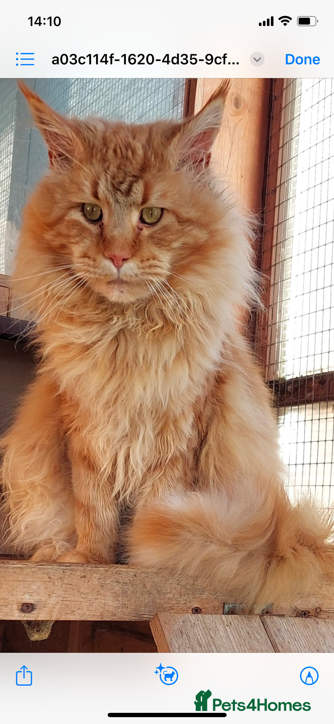 Maine Coon cats for sale: GCCF Registered female Maine Coon kitten - Image 9