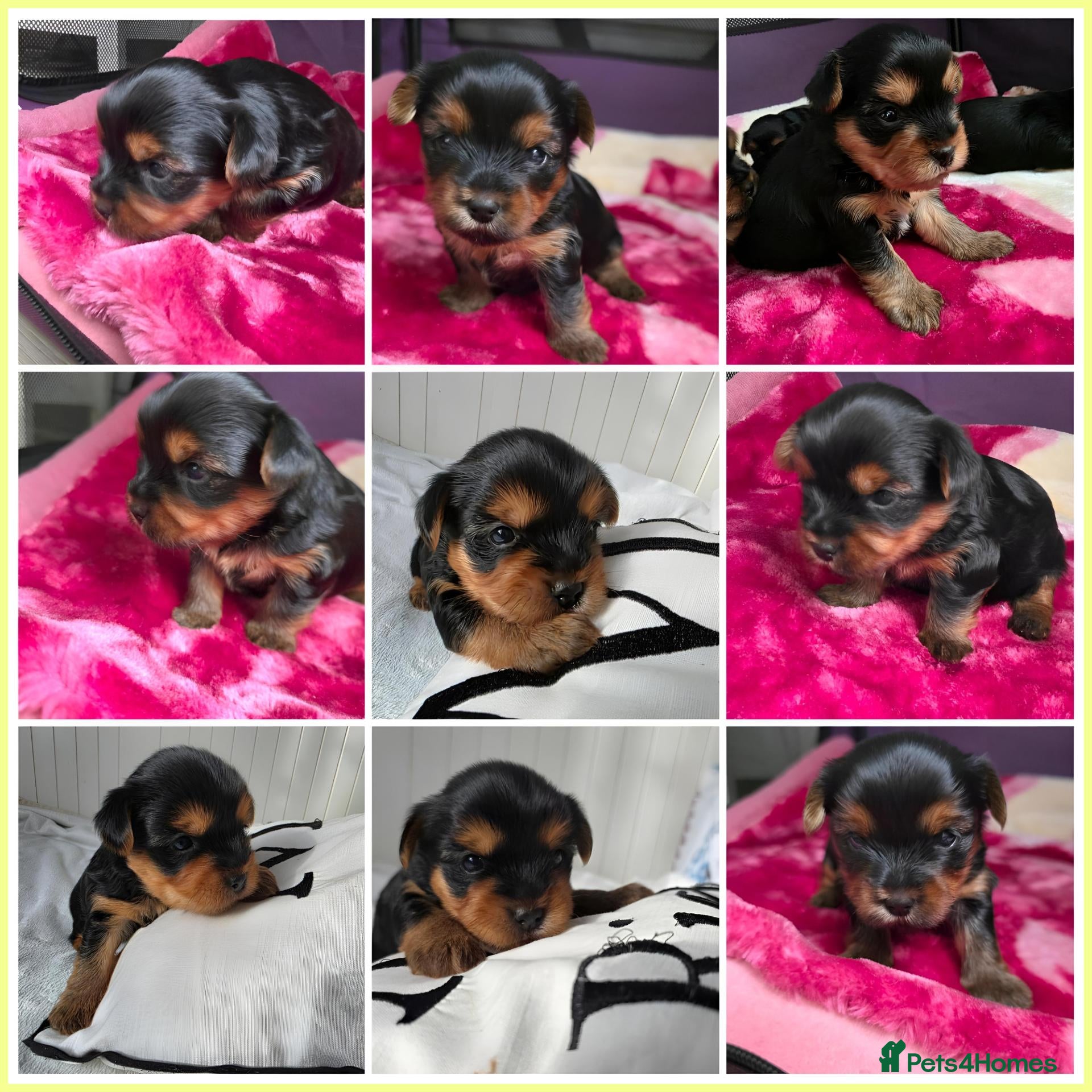 Yorkshire Terrier dogs 💕Yorkshire Terrier puppies.💕 - Advert 4