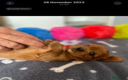 Cavalier King Charles Spaniel dogs for sale: Champion line Cavalier Pups -  **Waiting List** - Image 22