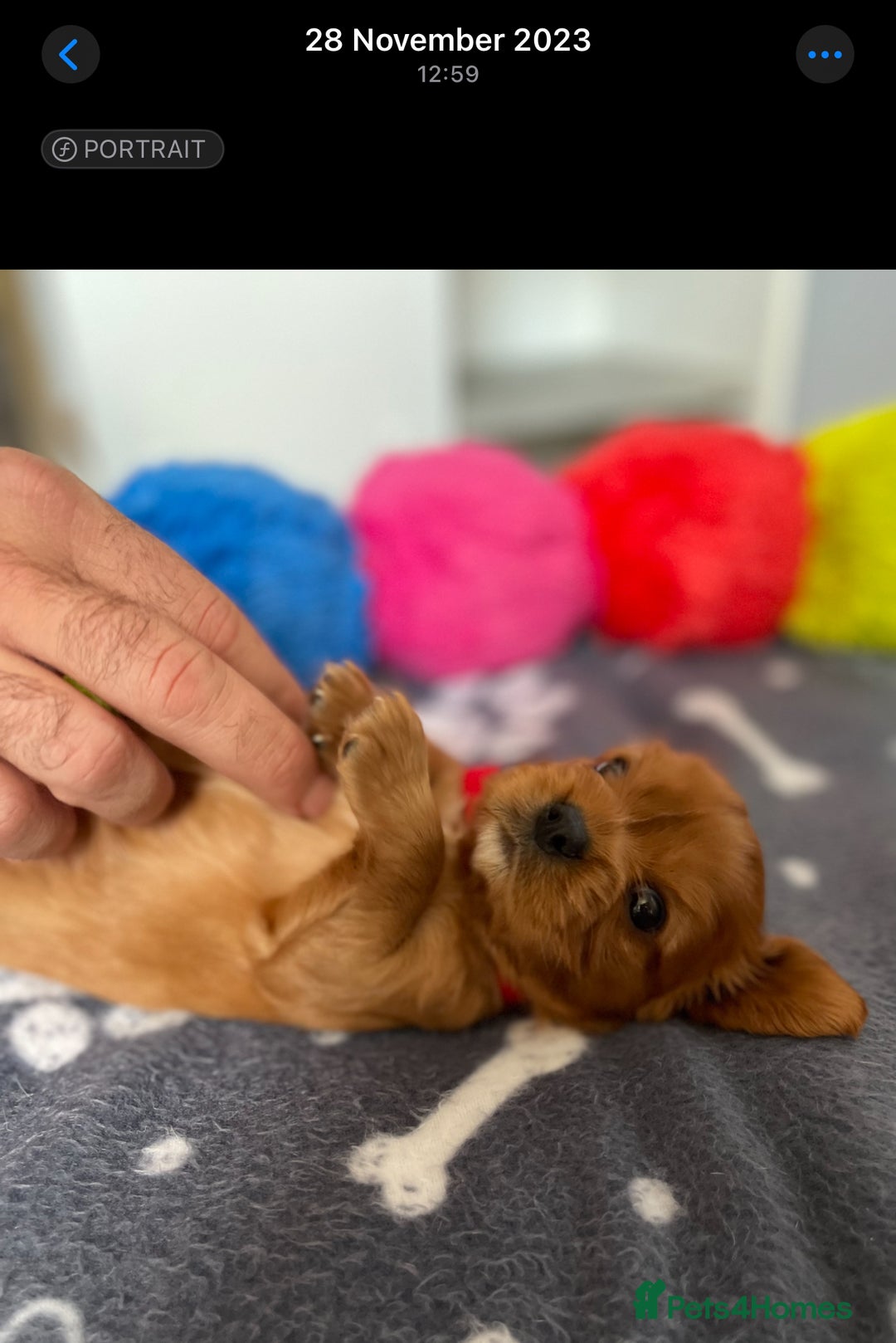Cavalier King Charles Spaniel dogs for sale: Champion line Cavalier Pups -  **Waiting List** - Image 22