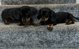 Miniature Dachshund dogs for sale: Beautiful mini dachshunds  - Image 6