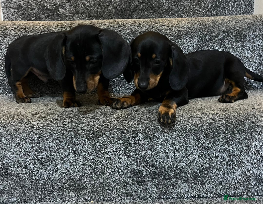 Miniature Dachshund dogs for sale: Beautiful mini dachshunds  - Image 6