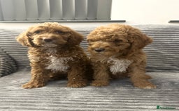 Goldendoodle dogs for sale: Adorable golden doodles - Image 4