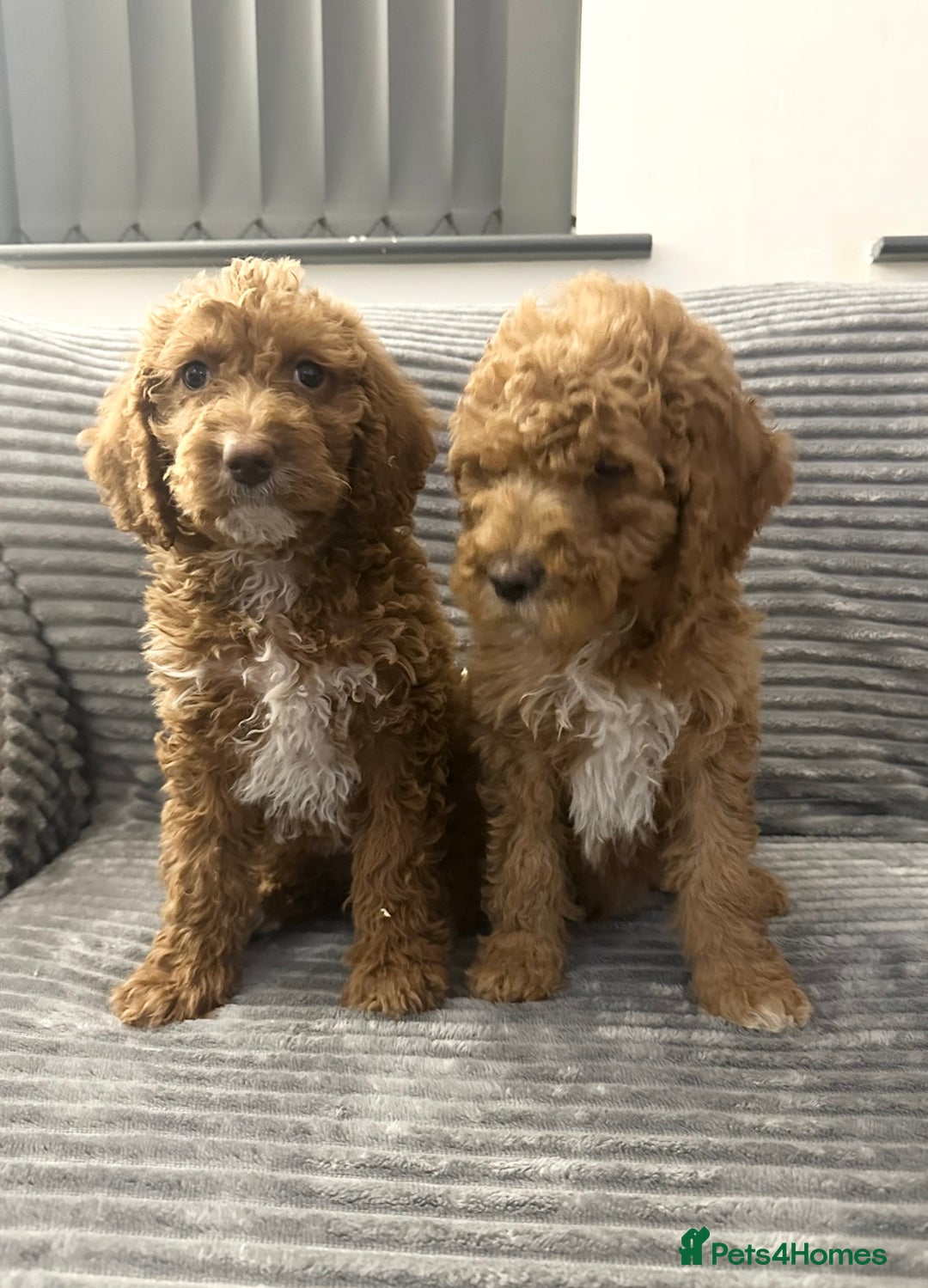 Goldendoodle dogs for sale: Adorable golden doodles - Image 4