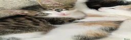 Mixed Breed cats for sale: 6 beautiful kittens ready for new homes - Advert 22