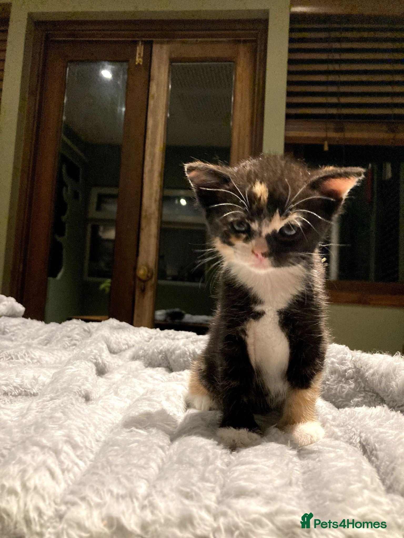 Mixed Breed cats KITTENS! Batch of Cuties for sale in Basinsgtoke - Advert 1