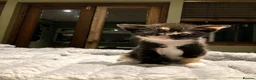 Mixed Breed cats for sale: KITTENS! Batch of Cuties for sale in Basinsgtoke - Advert 1