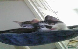 British Longhair cats for sale: 4 Beautiful Kitties Ready - Image 11