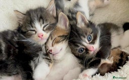 Siberian cats for sale: Adorable Siberian Forest Mix Kittens - Image 13