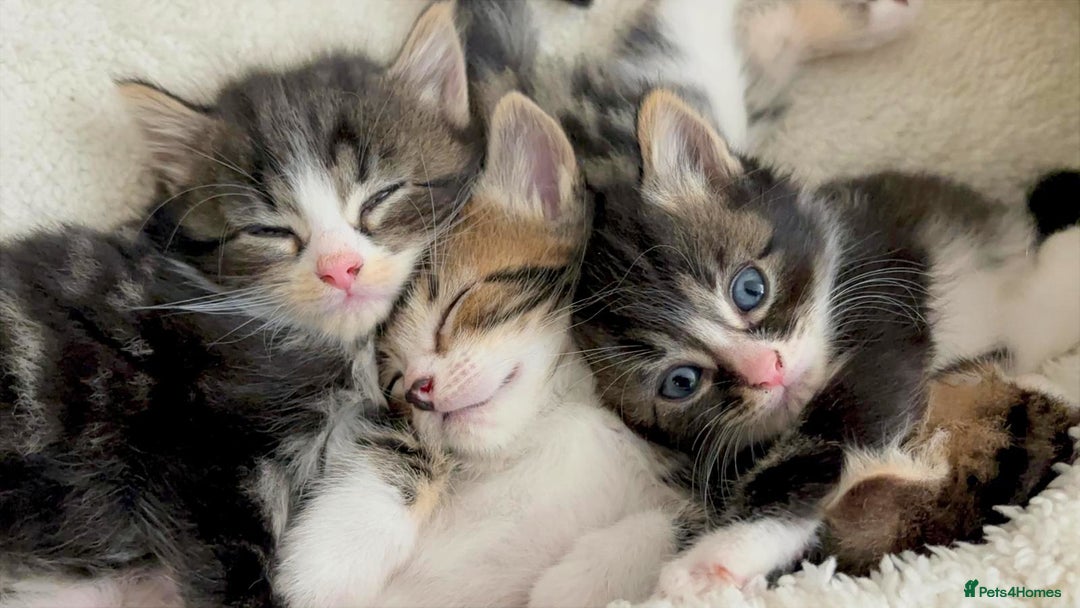 Siberian cats for sale: Adorable Siberian Forest Mix Kittens - Image 13