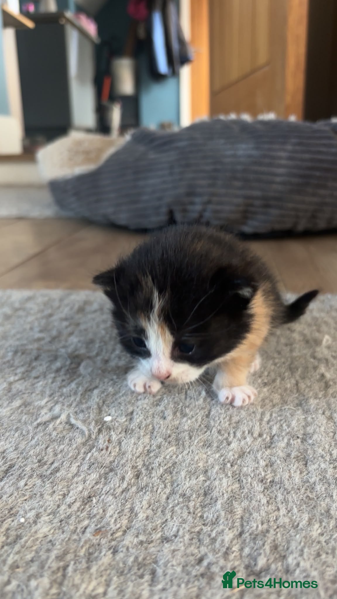 Pippa
