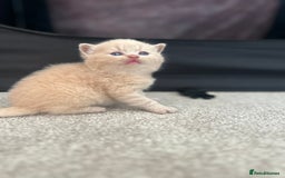 British Shorthair cats for sale: TICA Registered British Shorthair Kittens - Image 2