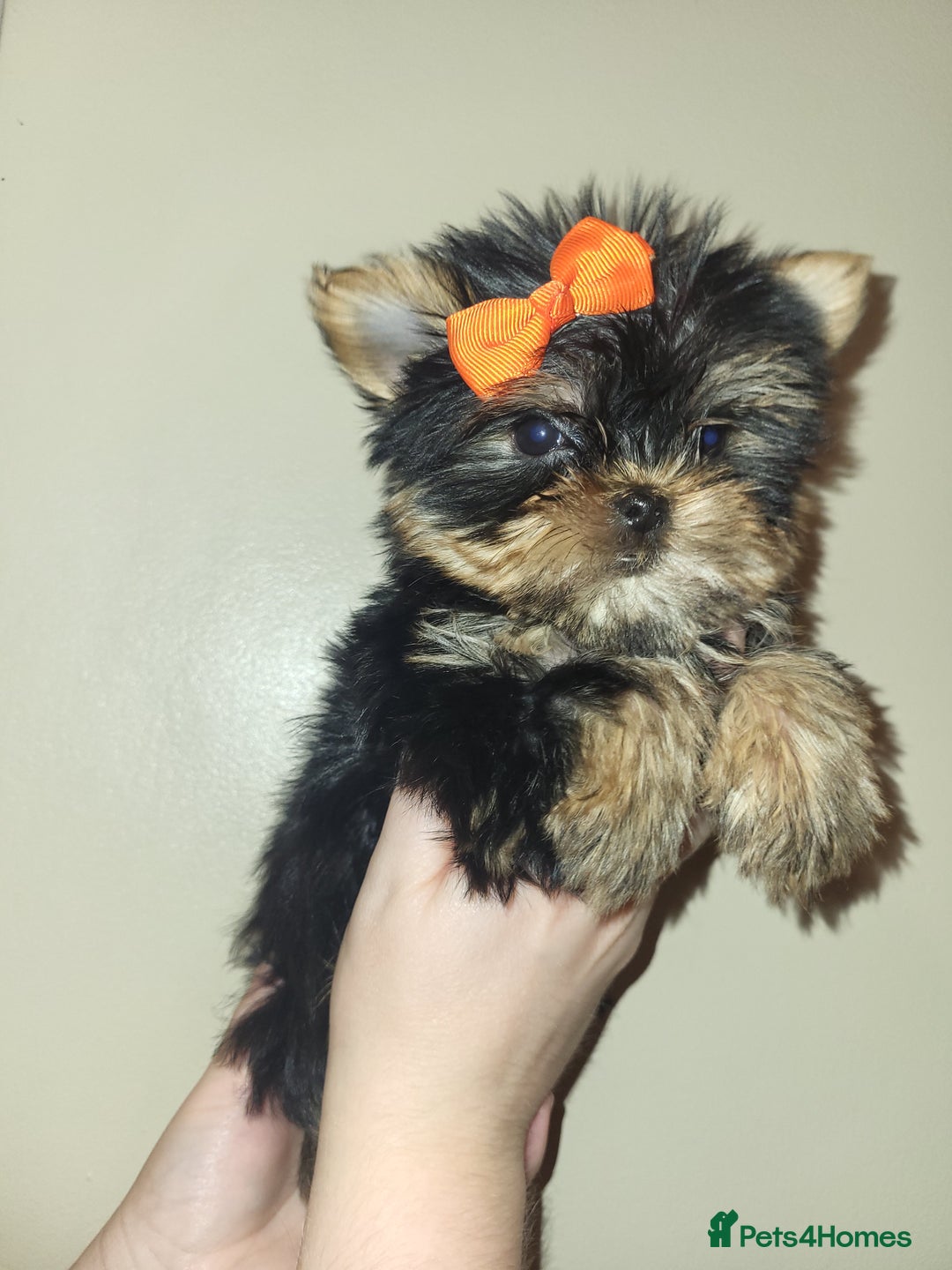 Yorkshire Terrier dogs for sale: Exceptional quality yorkshire terrier puppies  - Advert 7