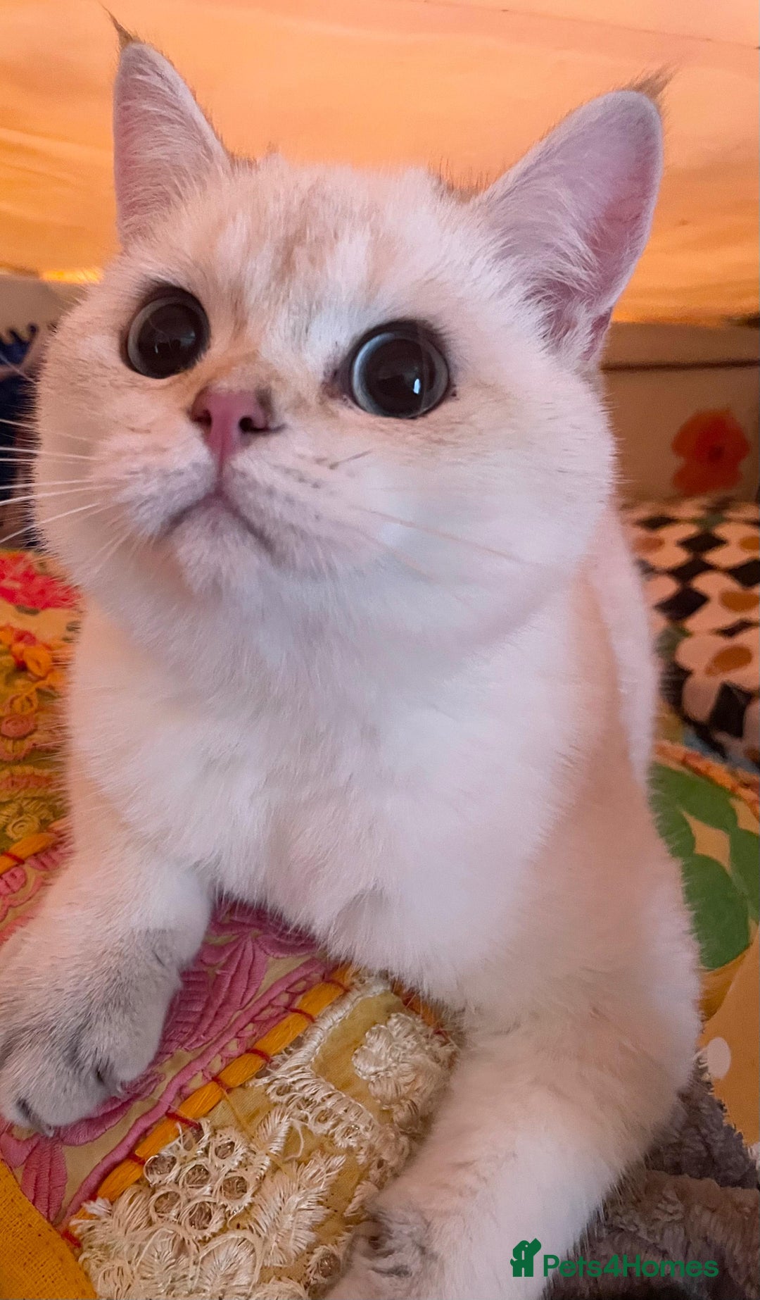 British Shorthair cats for sale: Older rare goldens n c/points 🐱   in Ashton-under-Lyne - Advert 29