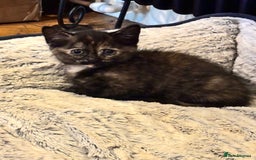 Mixed Breed cats for sale: Ready now 4 kittens - Image 4