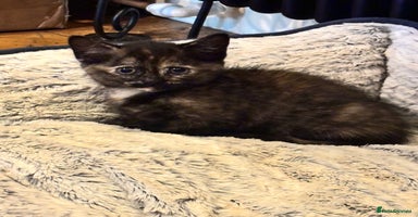 Mixed Breed cats - Advert 3