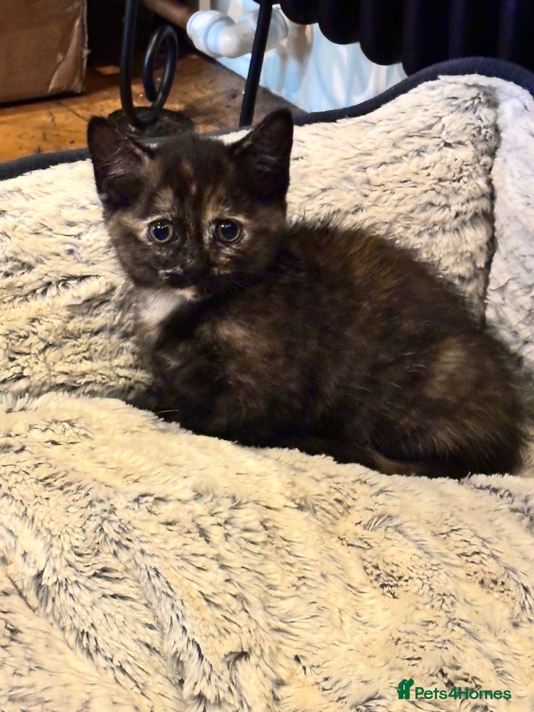 Mixed Breed cats for sale: Ready now 4 kittens - Image 4