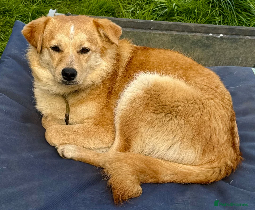 Golden Retriever dogs for adoption: 🐾 GINA – Labrador Retriever (Female) in West Malling - Advert 8