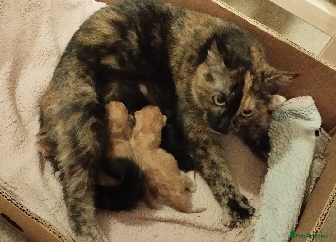 Mixed Breed cats for sale: Two girls looking for nome - Image 2