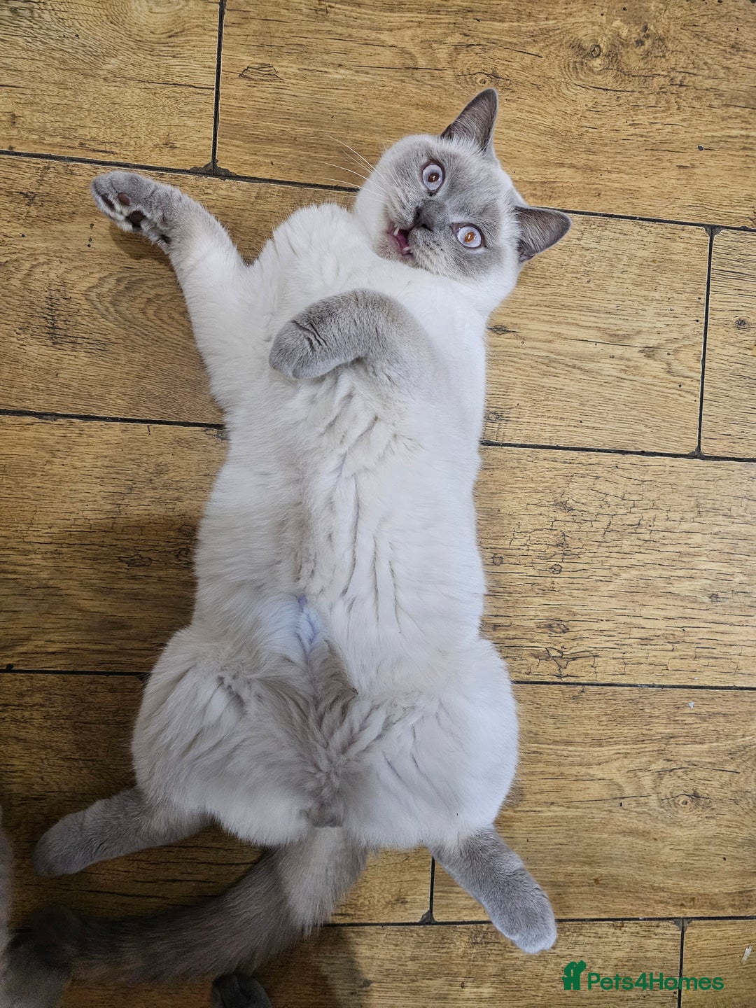 British Shorthair cats for sale: Colourpoint British Shorthair Blue lilac - Advert 7