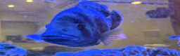 Cichlids fish for sale: Large Tilapia Cichlid - Advert 3