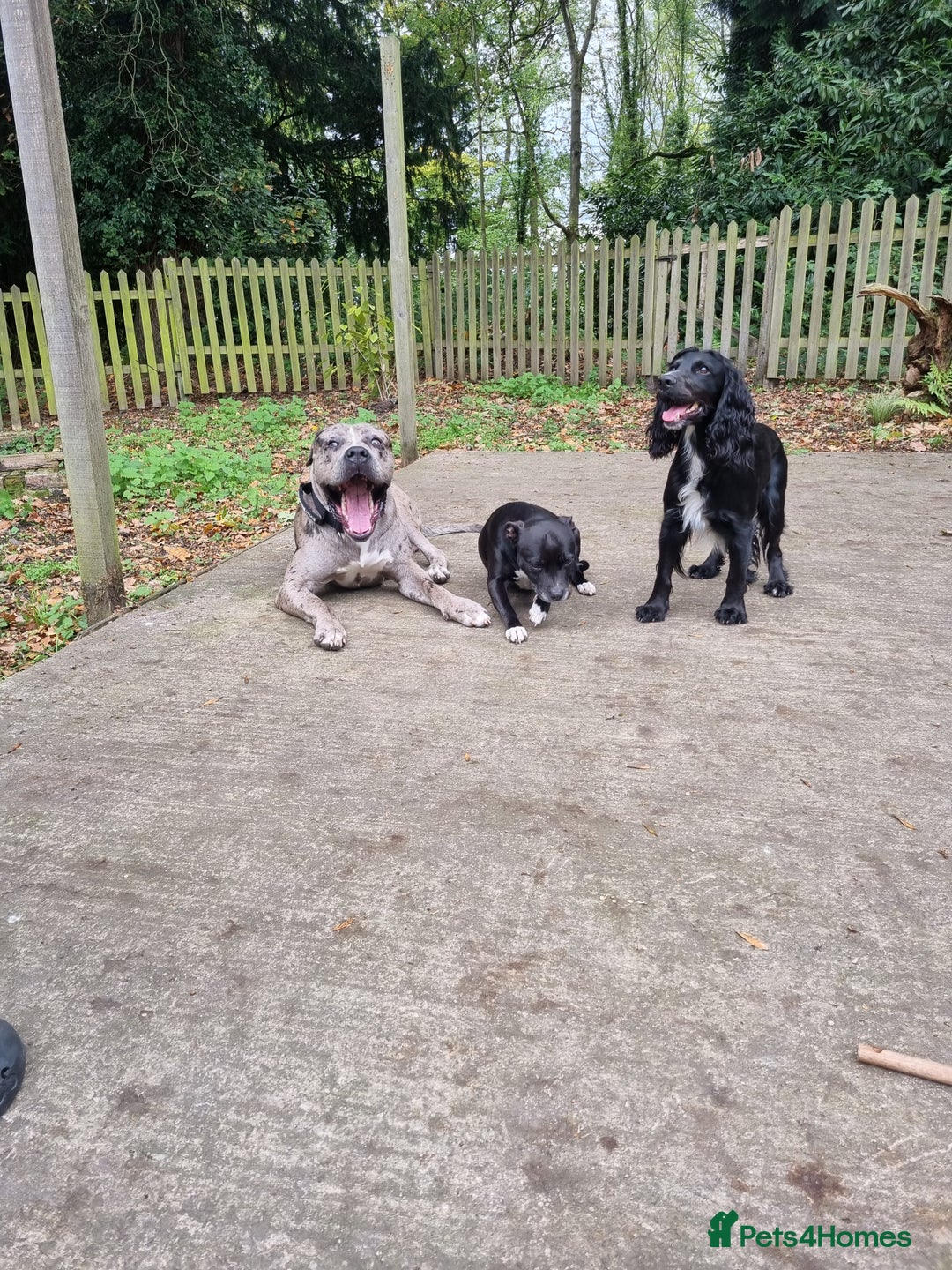 Mixed Breed dogs for sale: 14 month merle mastiff  - Advert 5