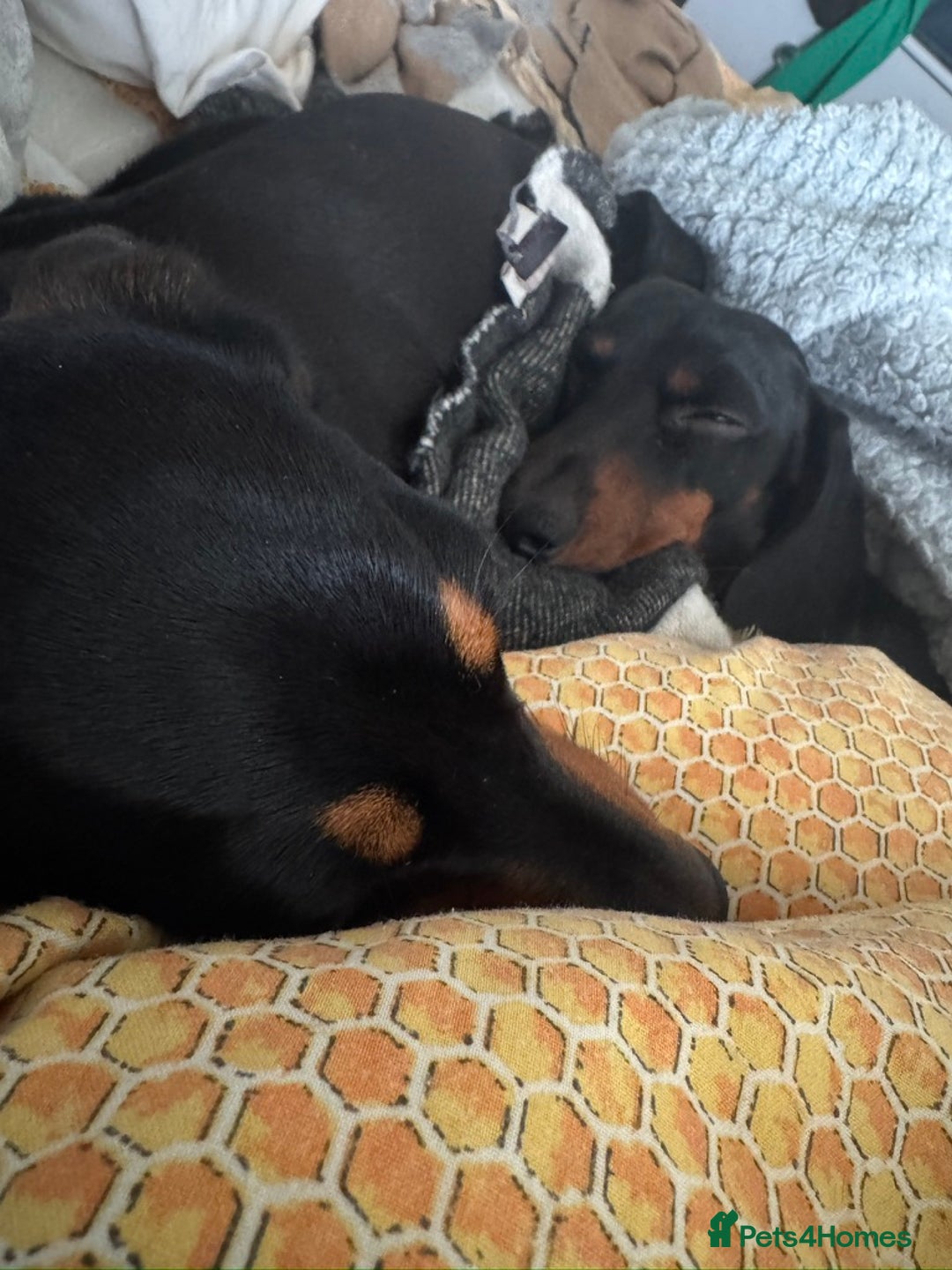 Miniature Dachshund dogs for sale: Black-and-Tan Mini Dachshunds—Homes Needed Urgent - Advert 12