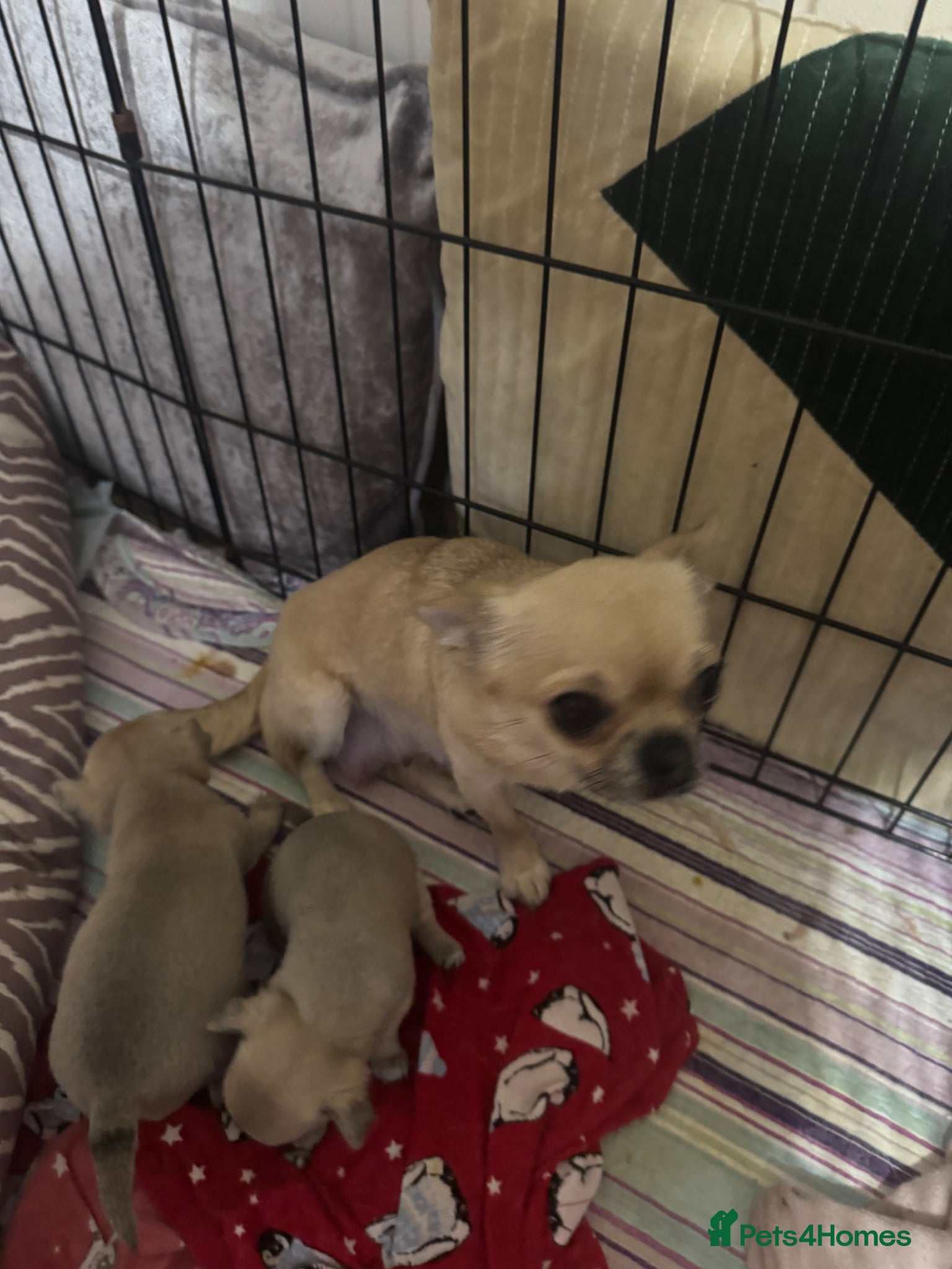 Chihuahua dogs 2 Chihuahua puppies FOR SALE - Advert 1