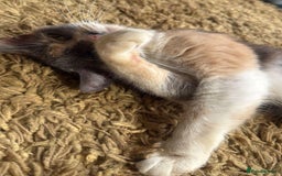 Mixed Breed cats for adoption: FELICITY - Image 2