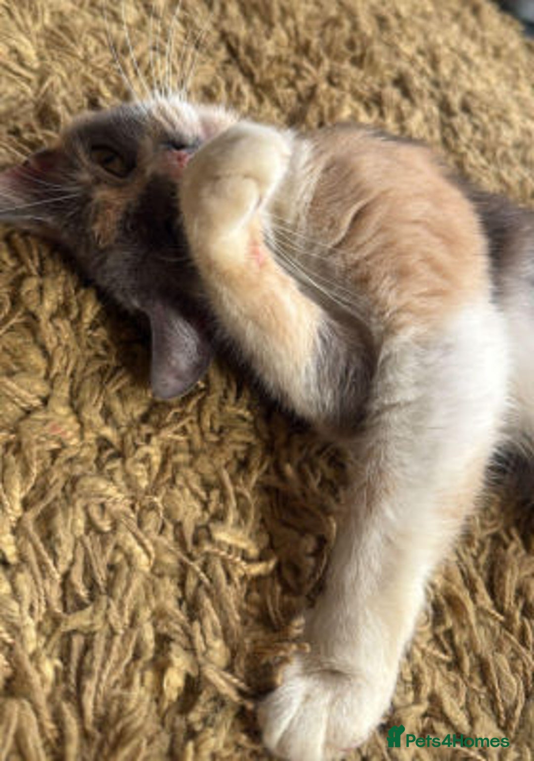 Mixed Breed cats for adoption: FELICITY - Image 2