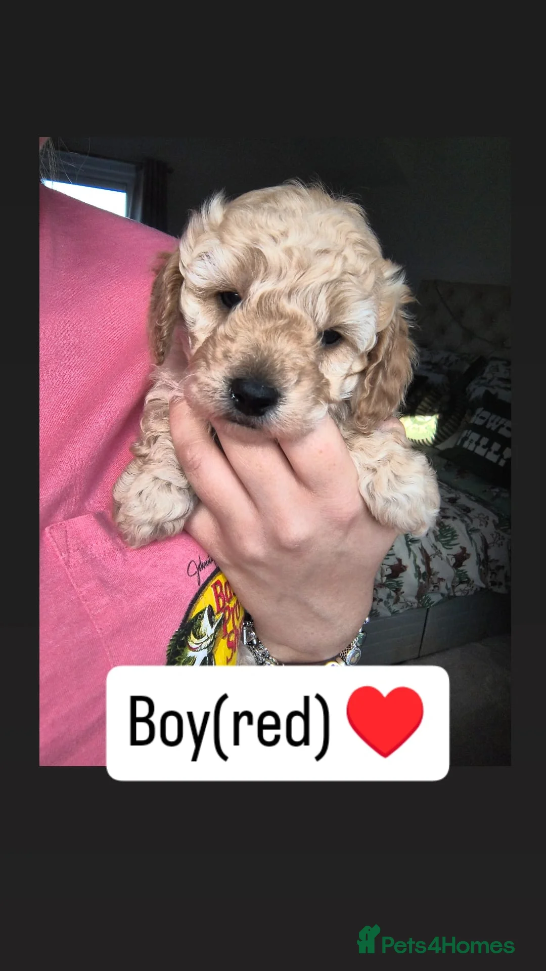 Toy Poodle dogs for sale: READY NOW (1 boy available)Toy poodle pups - Advert 12