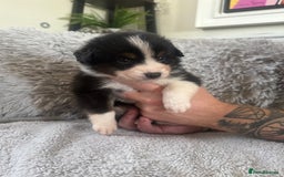Australian Shepherd dogs for sale: 3 remaining- Beautiful Australian Shepherds  - Image 27