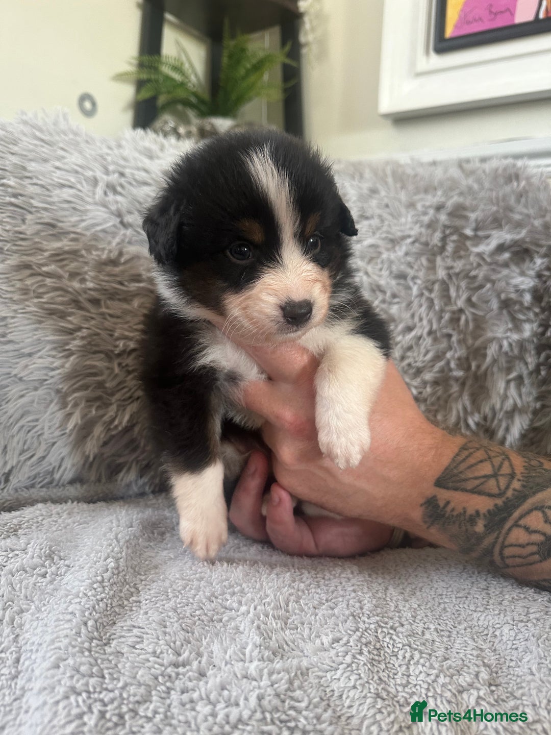 Australian Shepherd dogs for sale: 3 remaining- Beautiful Australian Shepherds  - Image 27