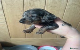 Miniature Dachshund dogs for sale: Miniature Dachshunds  - Image 5