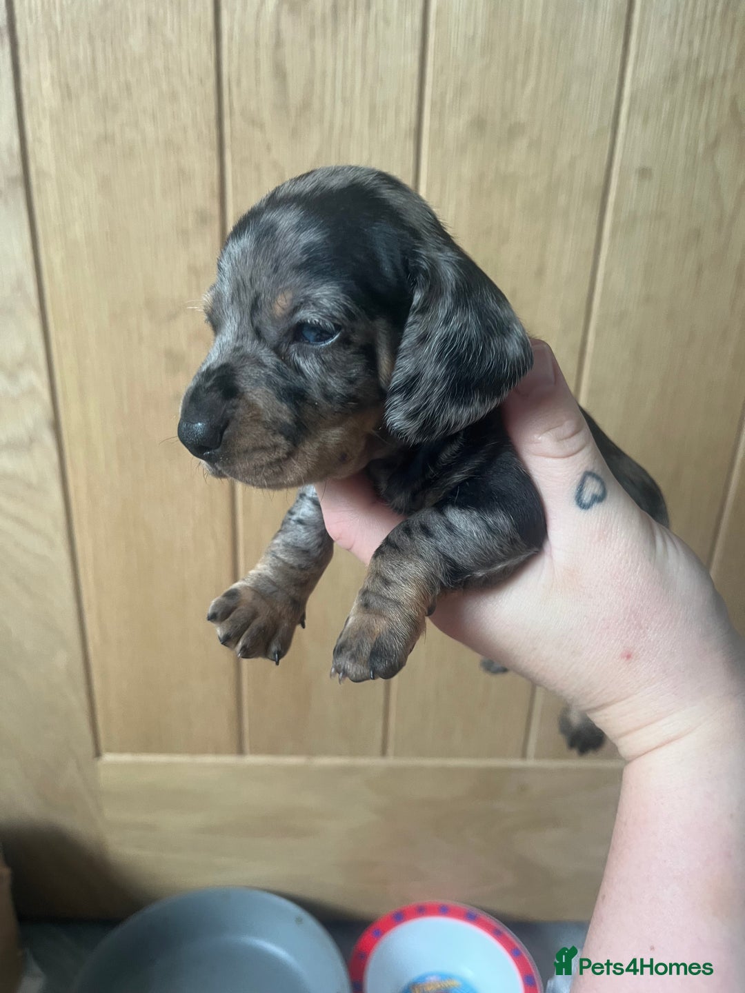 Miniature Dachshund dogs for sale: Miniature Dachshunds  - Image 5