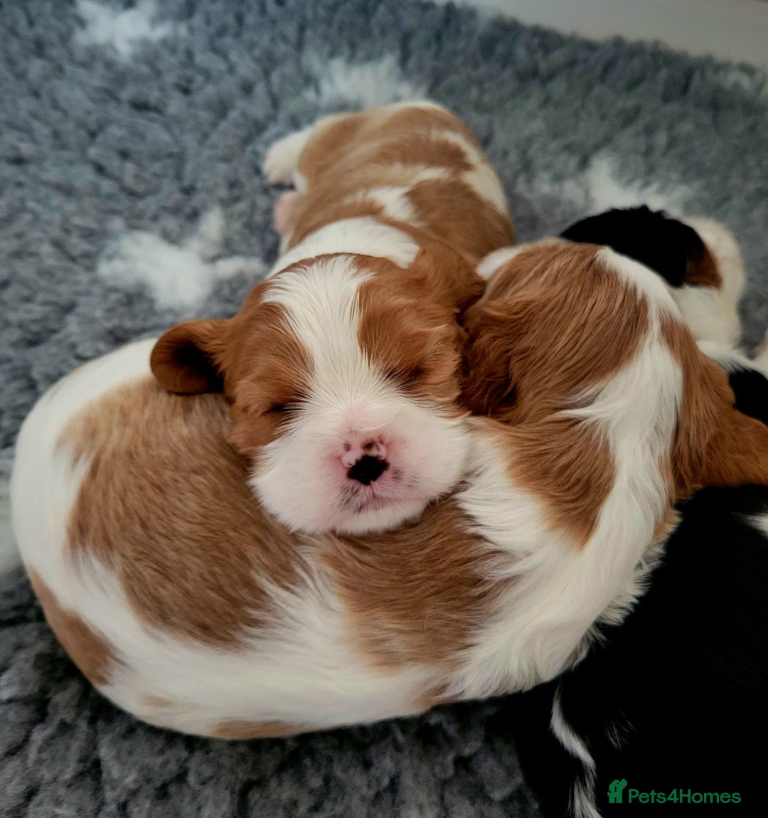 Cavalier King Charles Spaniel dogs for sale: Cavalier King Charles Spaniel Puppies for Sale 🐾 - Image 22