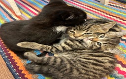 Mixed Breed cats for sale: 3x playful and sweet little kittens - Image 5