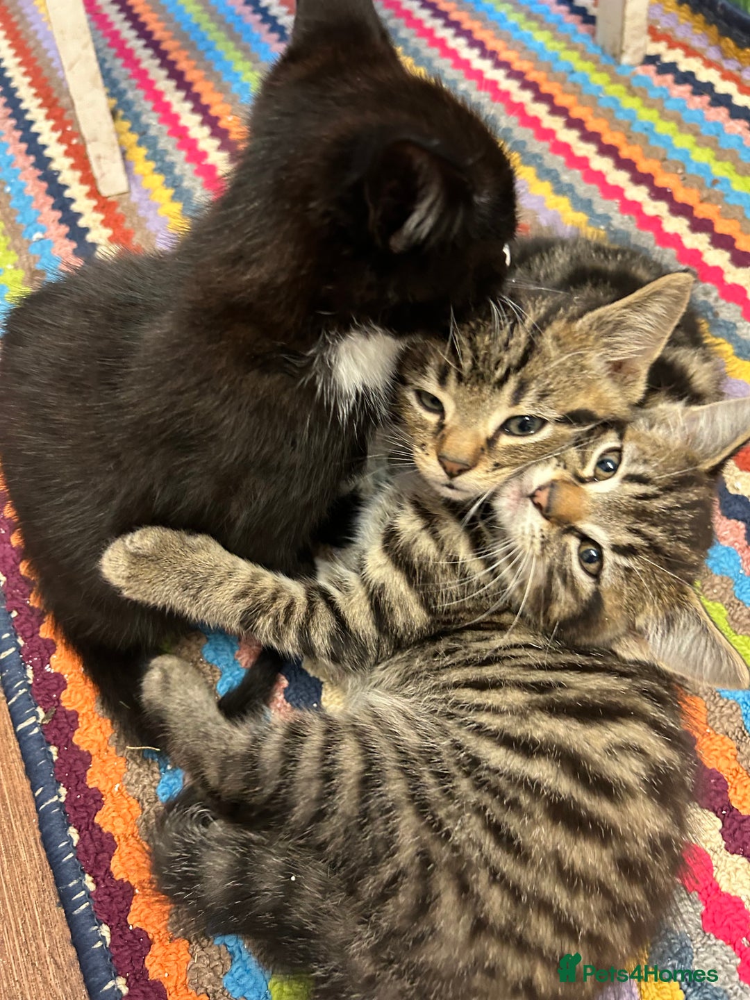 Mixed Breed cats for sale: 3x playful and sweet little kittens - Image 5