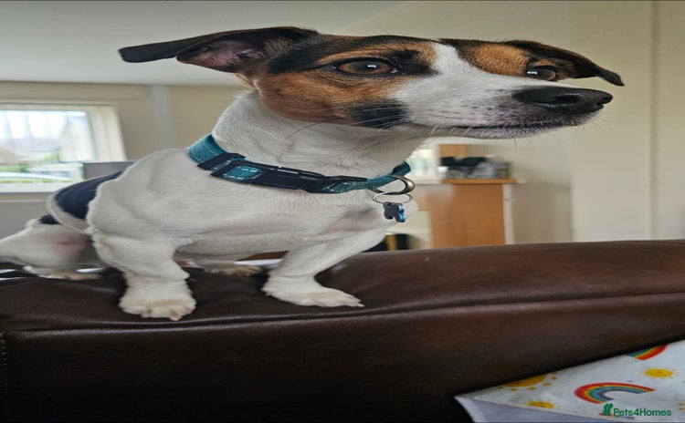 Jack Russell dogs - Advert 1