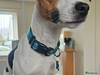 Jack Russell dogs - Advert 1