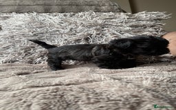 Lhasapoo dogs for sale: *****only 1 girl and 2 boys left ***** - Image 22