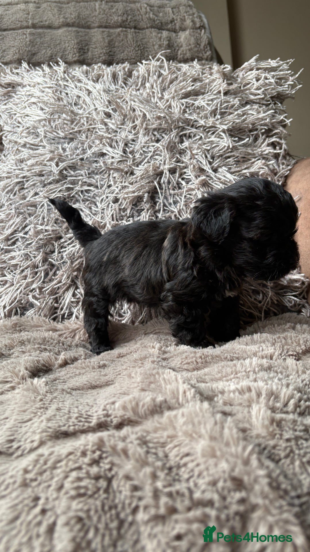 Lhasapoo dogs for sale: *****only 1 girl and 2 boys left ***** - Image 22