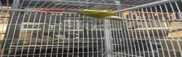 Conures birds for sale: Pineapple conure for sale in Swadlincote - Advert 4