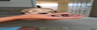 Cockapoo 5