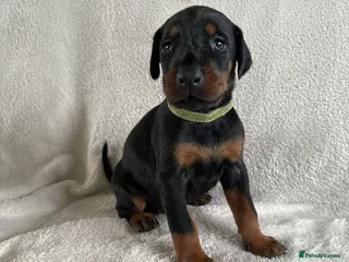 Dobermann dogs - Advert 8