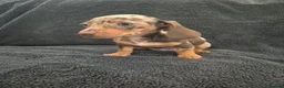 Miniature Dachshund dogs for sale: Miniature Dachshund READY NOW - Advert 18