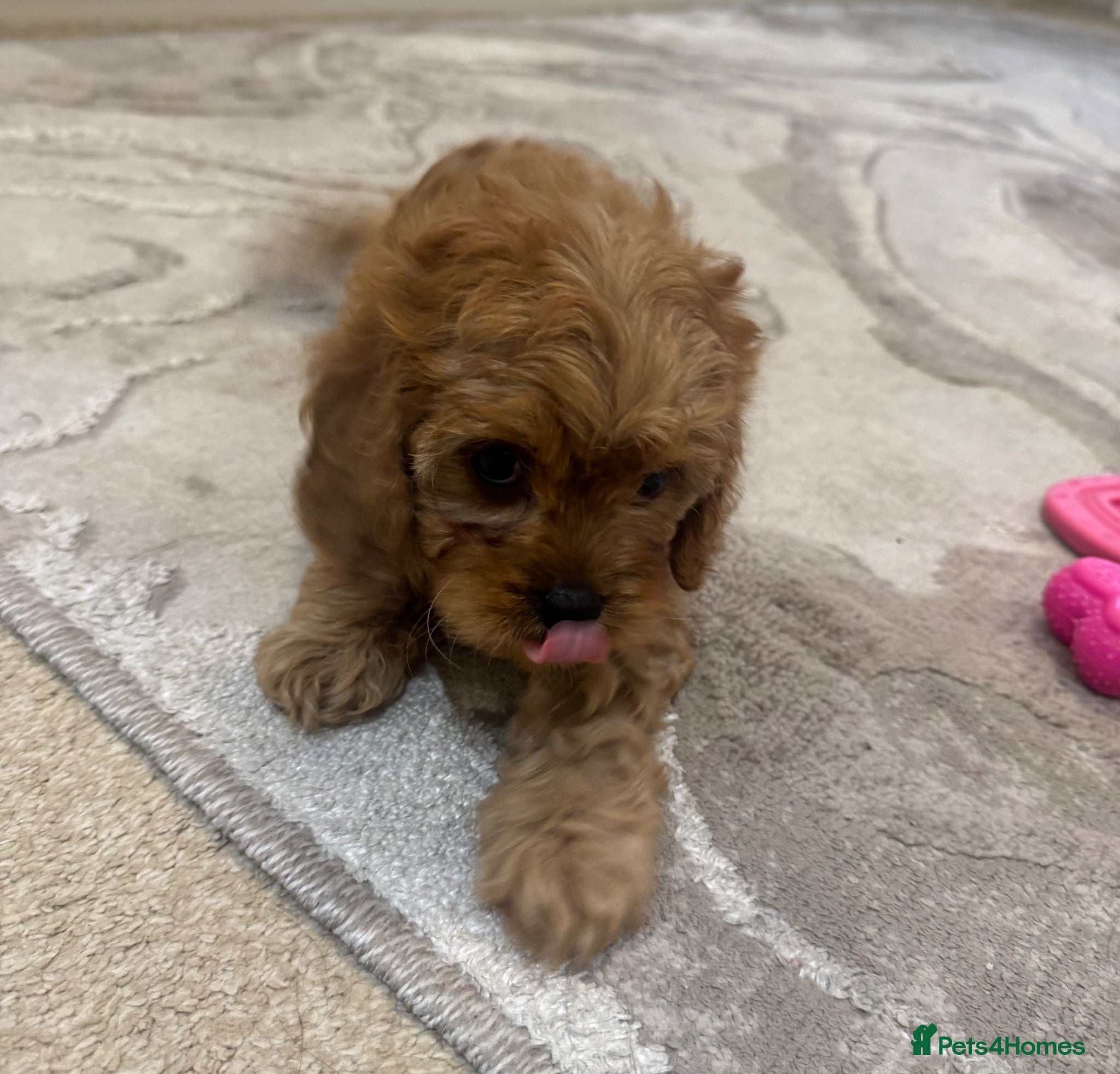 Cavapoo dogs beautiful female cavapoo - Advert 2