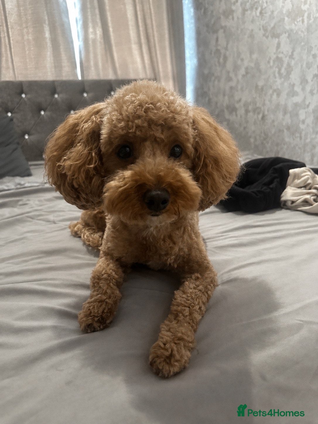 Maltipoo dogs 7 maltipoo puppies for sale ❤️ - Advert 1